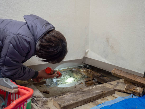 Best Mold Removal for HVAC Installations  in Clayton, OH