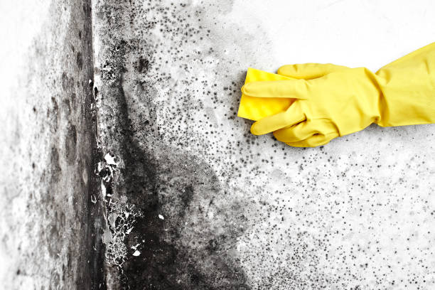 Best Attic Mold Removal  in Clayton, OH