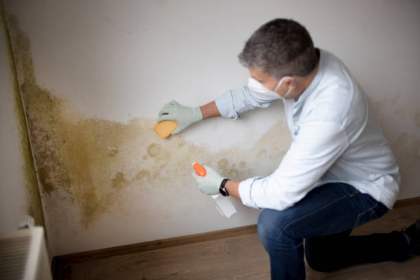 Best Industrial Mold Remediation  in Clayton, OH