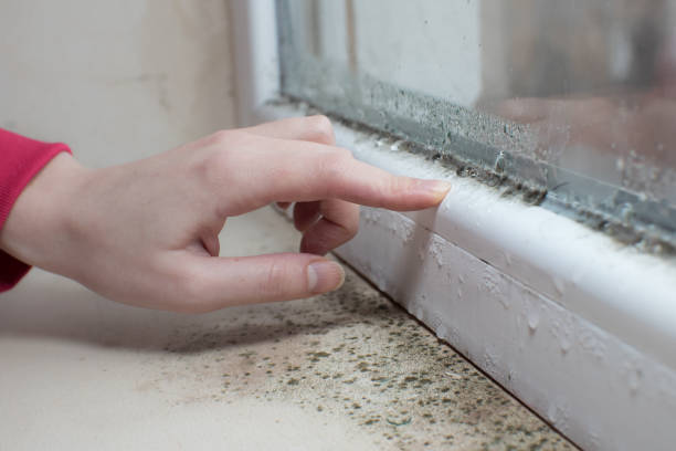 Best Crawl Space Mold Remediation  in Clayton, OH